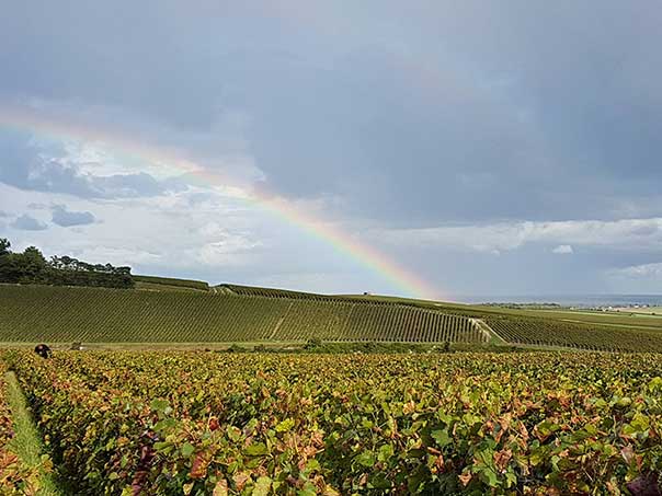 Champagne Dominique FOUREUR